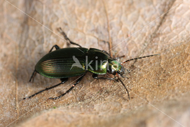 Veelkleurige Kielspriet (Poecilus versicolor)