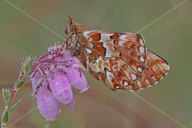 Veenbesparelmoervlinder (Boloria aquilonaris)