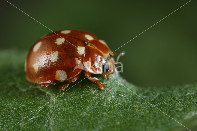 14 spot Ladybird