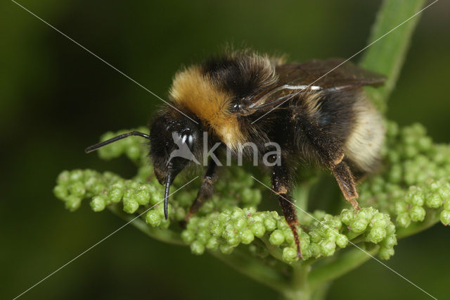 Four-coloured cuckoo bee (Bombus sylvestris)