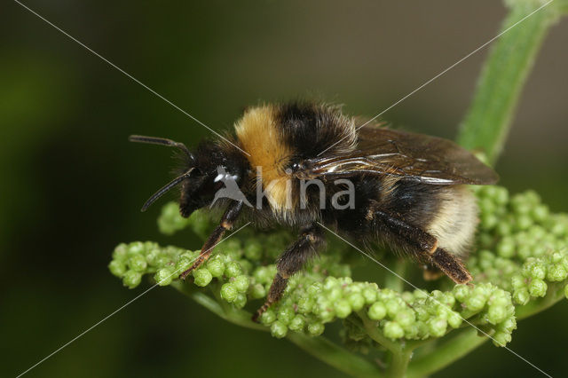 Vierkleurige koekoekshommel (Bombus sylvestris)