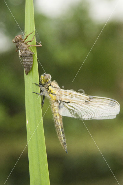 Four-spotted Chaser (Libellula quadrimaculata)