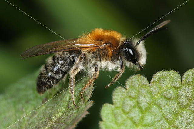 Viltvlekzandbij (Andrena nitida)