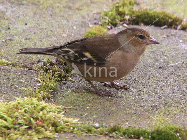 Chaffinch (Fringilla coelebs)