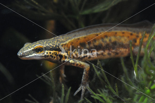 Vinpootsalamander (Lissotriton helveticus)