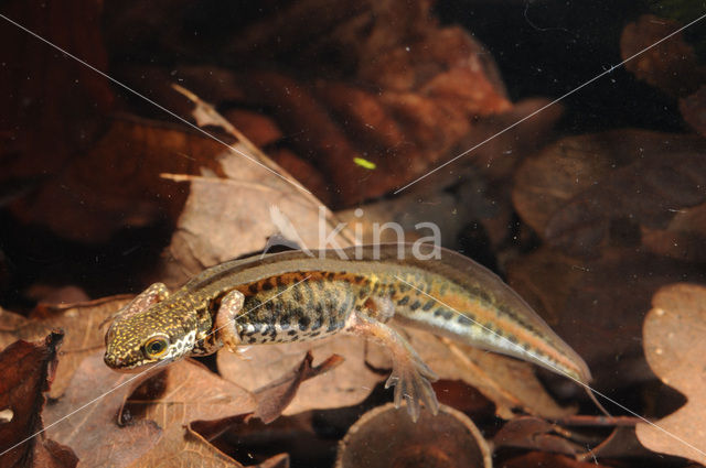 Vinpootsalamander (Lissotriton helveticus)