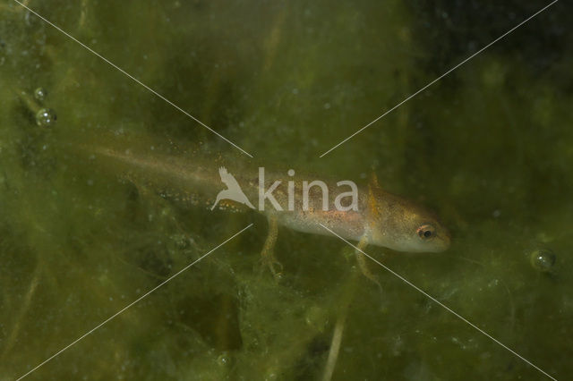 Palmate Newt (Lissotriton helveticus)