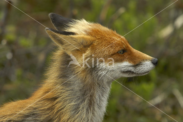 Vos (Vulpes vulpes)