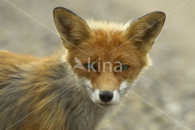 Vos (Vulpes vulpes)