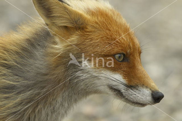 Vos (Vulpes vulpes)