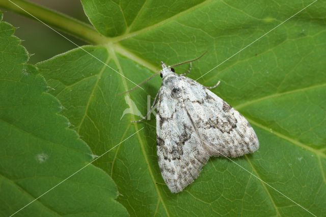 Vroeg visstaartje (Nola confusalis)