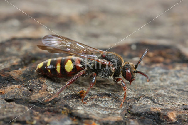 Vroege wespbij (Nomada leucophthalma)