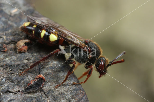 Vroege wespbij (Nomada leucophthalma)