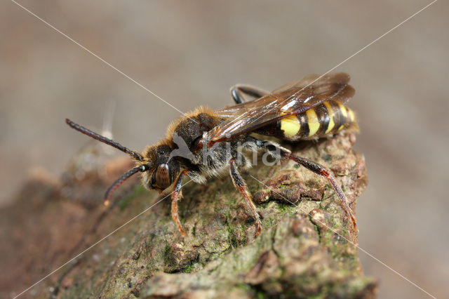 Vroege wespbij (Nomada leucophthalma)