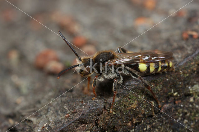 Vroege wespbij (Nomada leucophthalma)