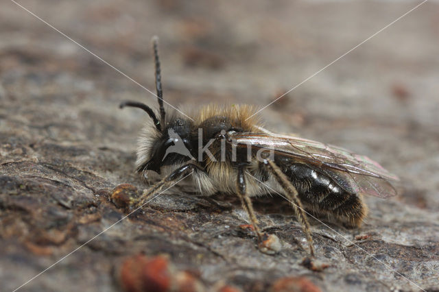 mining bee (Andrena praecox)