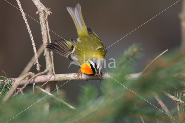 Vuurgoudhaantje (Regulus ignicapillus)