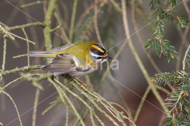 Vuurgoudhaantje (Regulus ignicapillus)