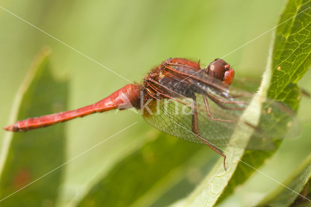 Scarlet Dragonfly (Crocothemis erythraea)