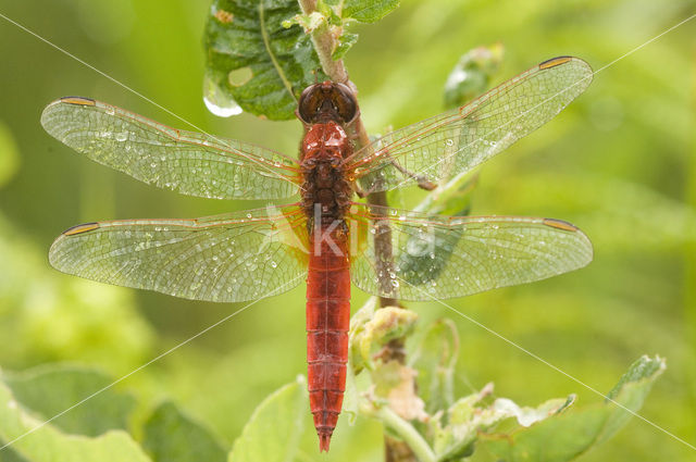 Scarlet Dragonfly (Crocothemis erythraea)