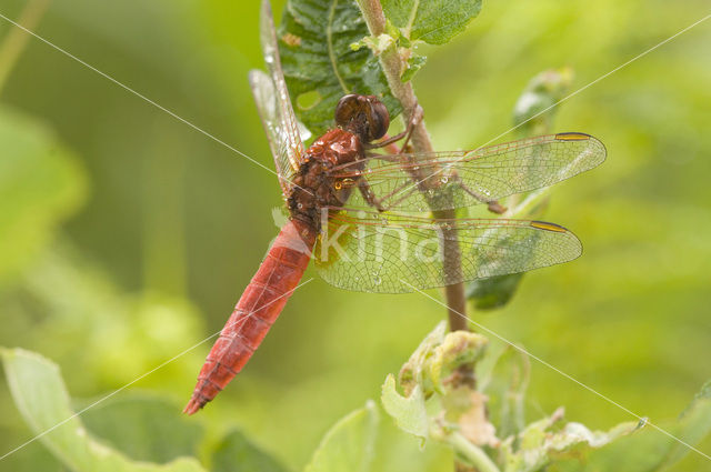 Scarlet Dragonfly (Crocothemis erythraea)