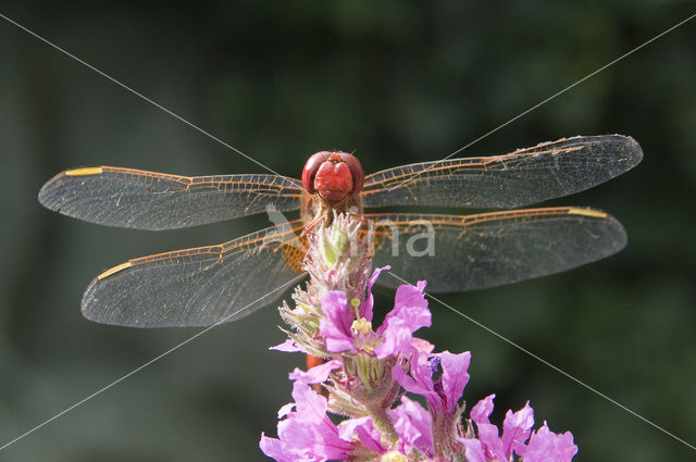 Scarlet Dragonfly (Crocothemis erythraea)