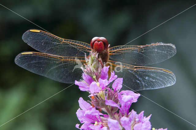 Scarlet Dragonfly (Crocothemis erythraea)