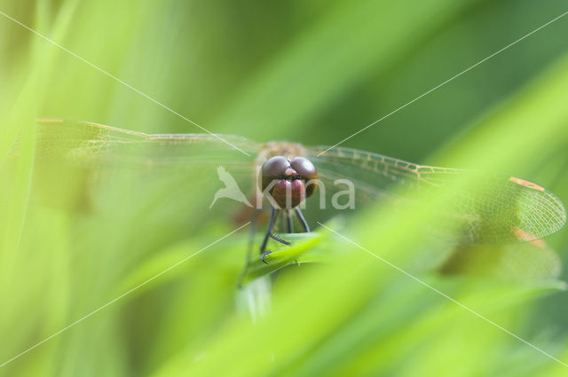 Scarlet Dragonfly (Crocothemis erythraea)