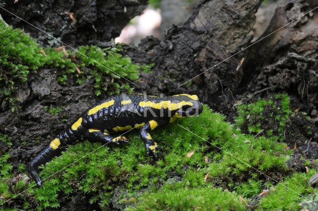 Vuursalamander (Salamandra salamandra)