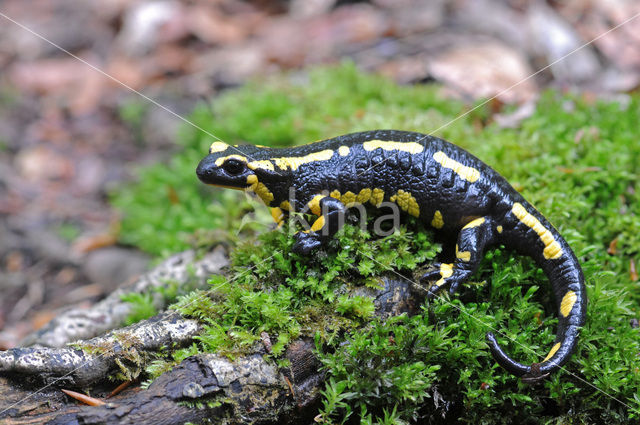 Vuursalamander (Salamandra salamandra)