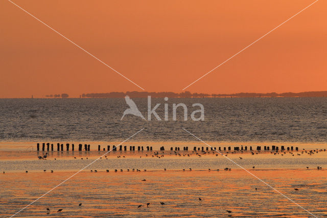 Waddenzee