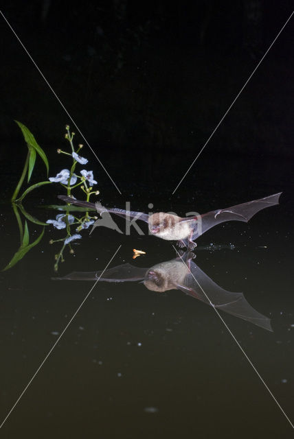 Daubenton’s Bat (Myotis daubentonii)