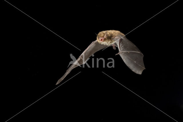 Watervleermuis (Myotis daubentonii)