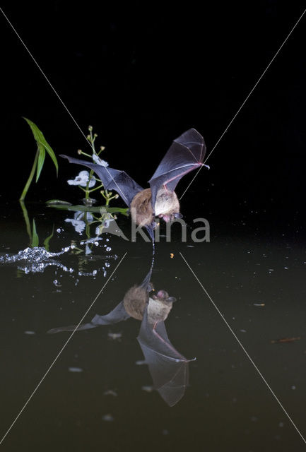 Daubenton’s Bat (Myotis daubentonii)