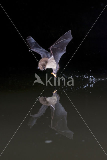 Daubenton’s Bat (Myotis daubentonii)