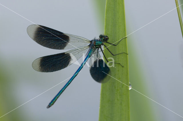 Banded Demoiselle (Calopteryx splendens)
