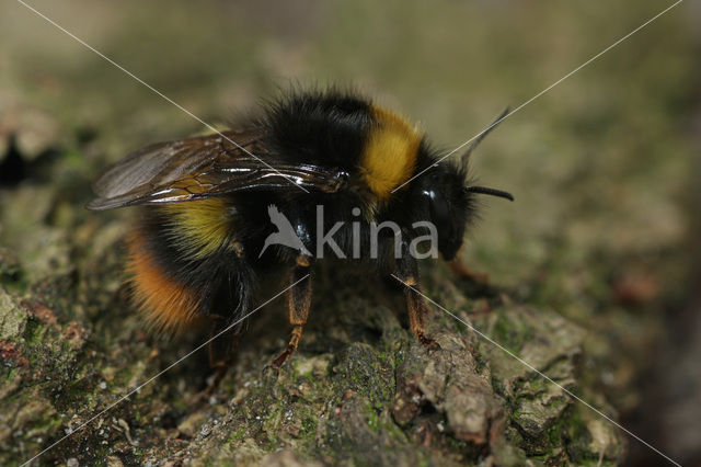 Weidehommel (Bombus pratorum)