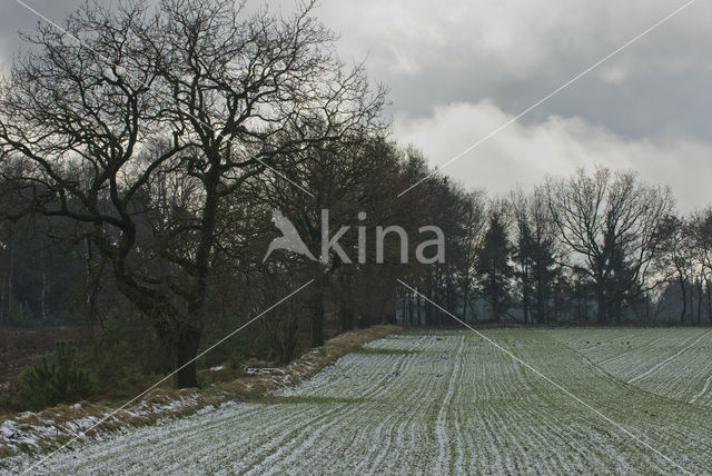 Wekeromse zand