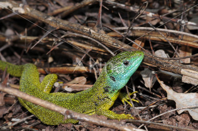 Westelijke Smaragdhagedis (Lacerta bilineata)