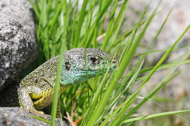 Western Green Lizard (Lacerta bilineata)
