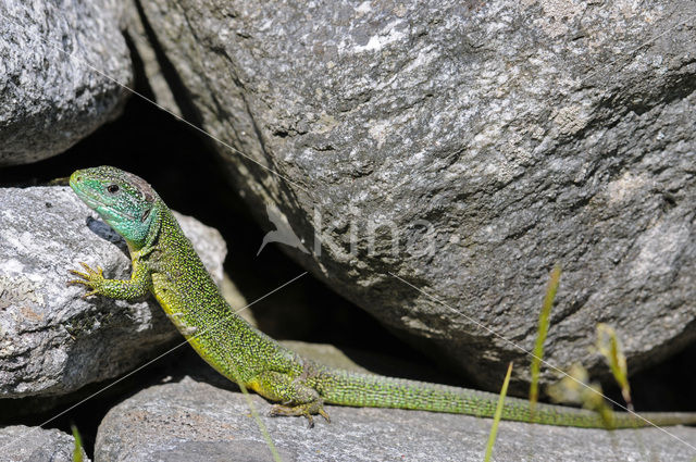 Westelijke Smaragdhagedis (Lacerta bilineata)