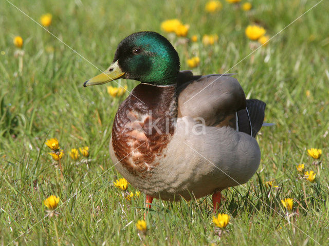 Mallard