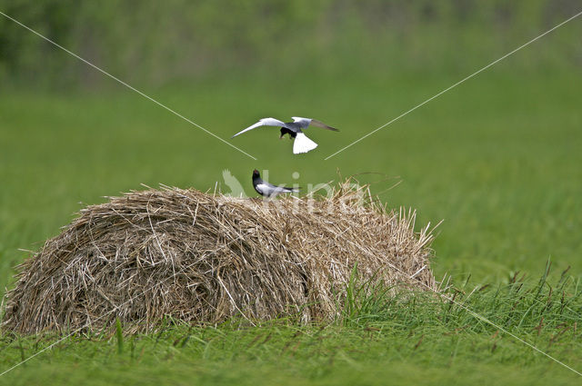 Witvleugelstern (Chlidonias leucopterus)