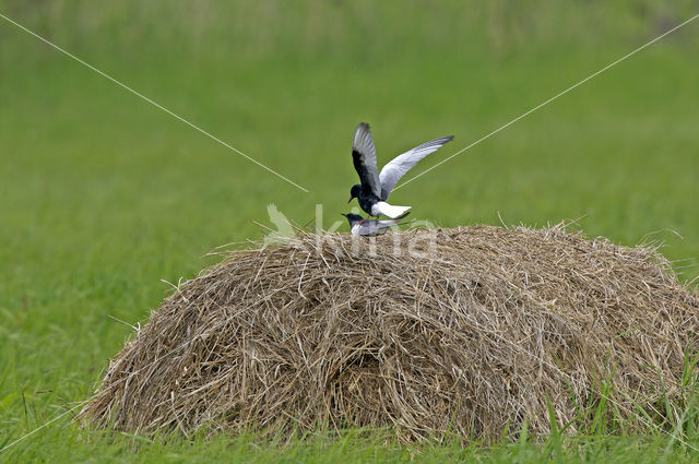 White-winged Tern (Chlidonias leucopterus)