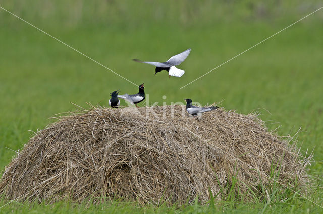 White-winged Tern (Chlidonias leucopterus)