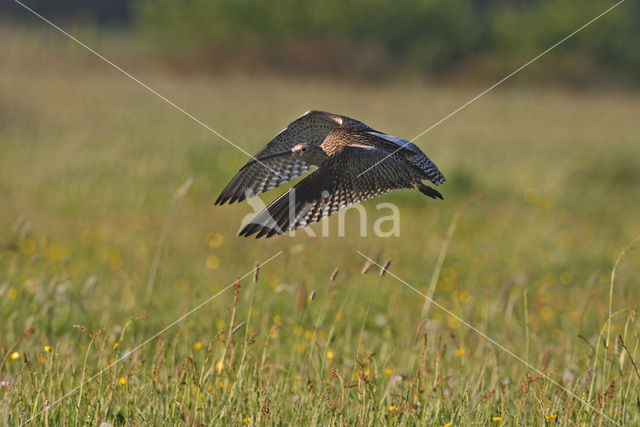 Eurasian Curlew (Numenius arquata)