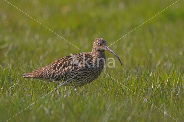 Eurasian Curlew (Numenius arquata)