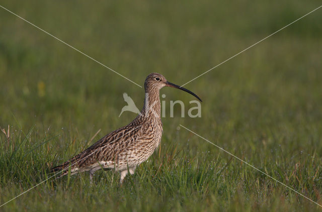 Eurasian Curlew (Numenius arquata)