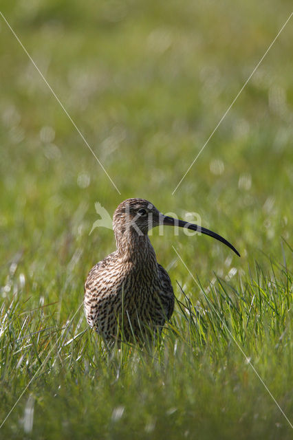 Eurasian Curlew (Numenius arquata)