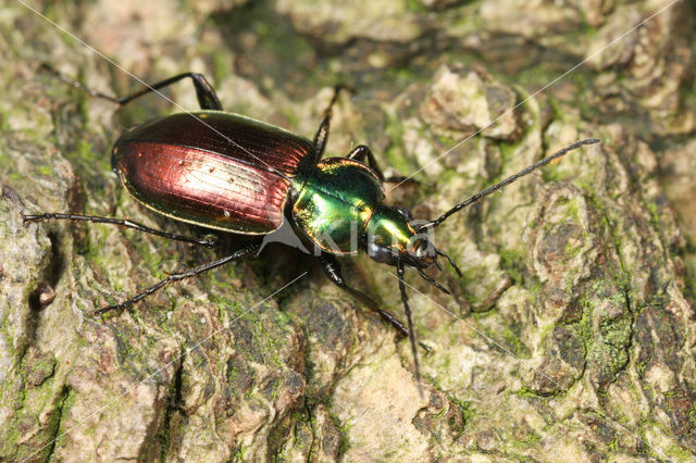 abax beetle (Agonum sexpunctatum)